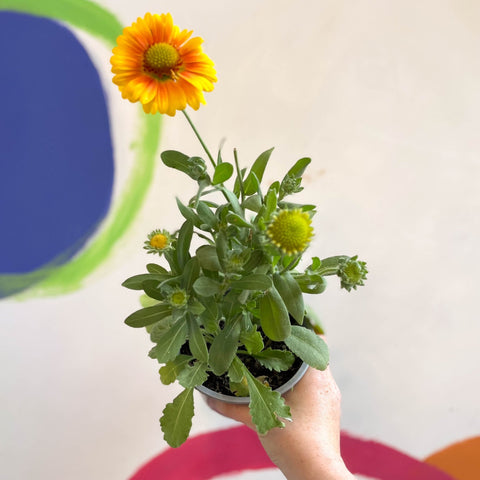 Gaillardia aristata 'Arizona Apricot' - Blanket Flower - British Grown - Sprouts of Bristol