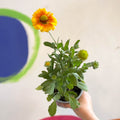 Gaillardia aristata 'Arizona Apricot' - Blanket Flower - British Grown - Sprouts of Bristol