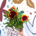 Gaillardia aristata 'Sunrita Red Yellow Tip' - Blanket Flower - British Grown - Sprouts of Bristol