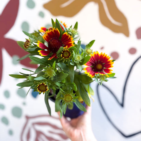 Gaillardia aristata 'Sunrita Red Yellow Tip' - Blanket Flower - British Grown - Sprouts of Bristol