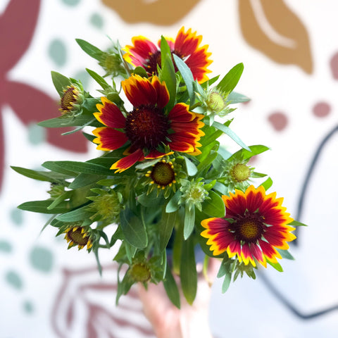 Gaillardia aristata 'Sunrita Red Yellow Tip' - Blanket Flower - British Grown - Sprouts of Bristol