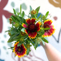 Gaillardia aristata 'Sunrita Red Yellow Tip' - Blanket Flower - British Grown - Sprouts of Bristol