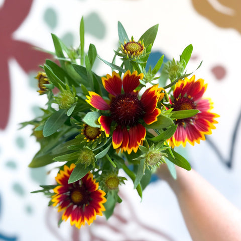 Gaillardia aristata 'Sunrita Red Yellow Tip' - Blanket Flower - British Grown - Sprouts of Bristol