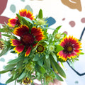 Gaillardia aristata 'Sunrita Red Yellow Tip' - Blanket Flower - British Grown - Sprouts of Bristol