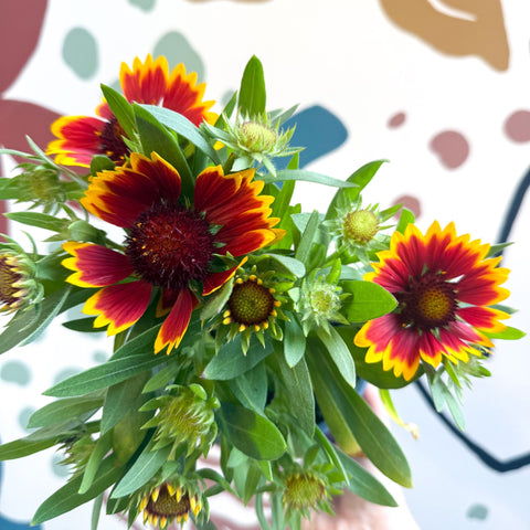 Gaillardia aristata 'Sunrita Red Yellow Tip' - Blanket Flower - British Grown - Sprouts of Bristol