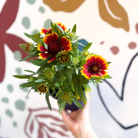 Gaillardia aristata 'Sunrita Red Yellow Tip' - Blanket Flower - British Grown - Sprouts of Bristol