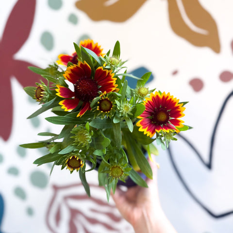 Gaillardia aristata 'Sunrita Red Yellow Tip' - Blanket Flower - British Grown - Sprouts of Bristol
