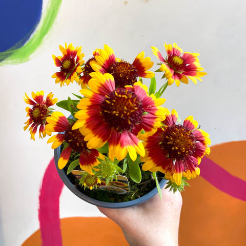 Gaillardia aristata 'Sunrita Yellow Red Ring' - Blanket Flower - British Grown - Sprouts of Bristol