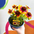 Gaillardia aristata 'Sunrita Yellow Red Ring' - Blanket Flower - British Grown - Sprouts of Bristol