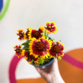 Gaillardia aristata 'Sunrita Yellow Red Ring' - Blanket Flower - British Grown - Sprouts of Bristol