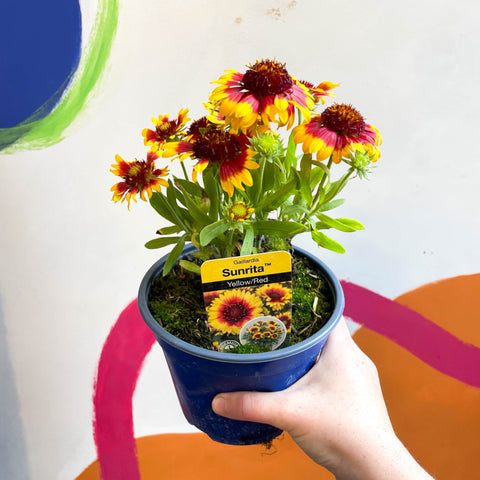 Gaillardia aristata 'Sunrita Yellow Red Ring' - Blanket Flower - British Grown - Sprouts of Bristol