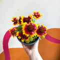 Gaillardia aristata 'Sunrita Yellow Red Ring' - Blanket Flower - British Grown - Sprouts of Bristol