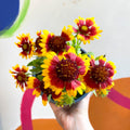 Gaillardia aristata 'Sunrita Yellow Red Ring' - Blanket Flower - British Grown - Sprouts of Bristol