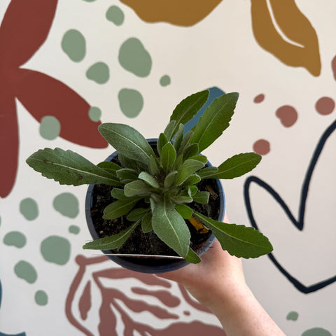 Gaillardia × grandiflora 'Guapa Flamenco Bicolour' - Blanket Flower - British Grown - Sprouts of Bristol