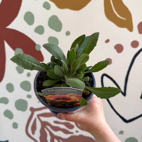 Gaillardia × grandiflora 'Guapa Flamenco Bicolour' - Blanket Flower - British Grown - Sprouts of Bristol