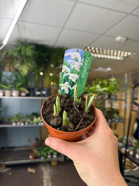 Galanthus elwesii - Potted Double Snowdrop Bulbs - Sprouts of Bristol