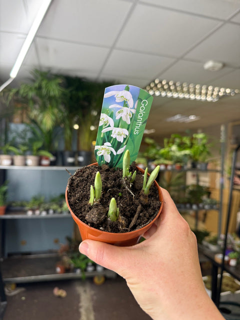 indoor plant bulbs uk Galanthus elwesii
