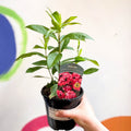 Garden Phlox - Phlox paniculata 'Garden Girls Glamour Girl' - British Grown Evergreen Perennial - Sprouts of Bristol