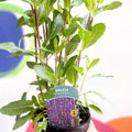 Garden Sage - Salvia nemorosa 'Caradonna' - British Grown Perennial - Sprouts of Bristol