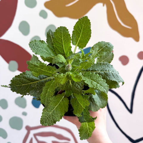 Garden Sage - Salvia nemorosa 'Marvel Dark Blue' - British Grown Perennial - Sprouts of Bristol