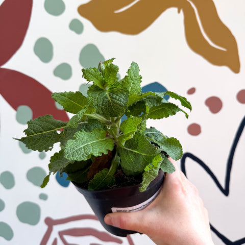 Garden Sage - Salvia nemorosa 'Marvel Dark Blue' - British Grown Perennial - Sprouts of Bristol