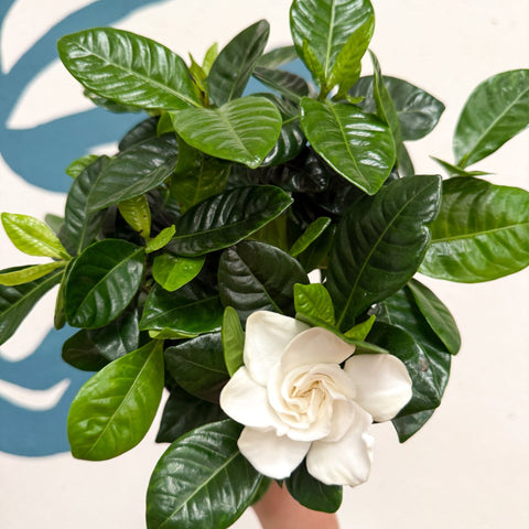 Gardenia jasminoides – Cape Jasmine - Sprouts of Bristol