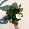 Gardenia jasminoides – Cape Jasmine - Sprouts of Bristol