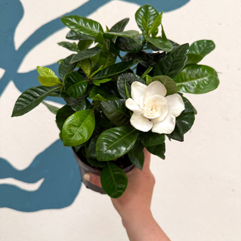 Gardenia jasminoides – Cape Jasmine - Sprouts of Bristol