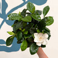 Gardenia jasminoides – Cape Jasmine - Sprouts of Bristol