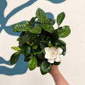 Gardenia jasminoides – Cape Jasmine - Sprouts of Bristol