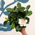 Gardenia jasminoides – Cape Jasmine - Sprouts of Bristol