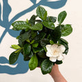 Gardenia jasminoides – Cape Jasmine - Sprouts of Bristol