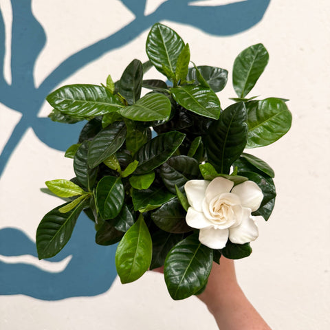 Gardenia jasminoides – Cape Jasmine - Sprouts of Bristol