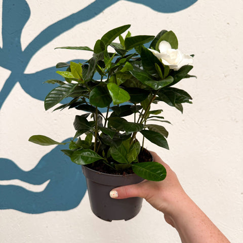 Gardenia jasminoides – Cape Jasmine - Sprouts of Bristol