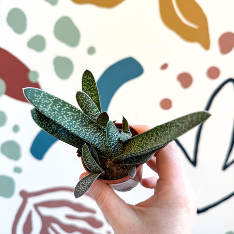 ox tongue succulent Gasteria 'Little Warty' – Ox Tongue Plant – Sprouts of Bristol