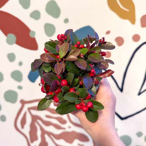 Gaultheria procumbens - Checkerberry - Sprouts of Bristol