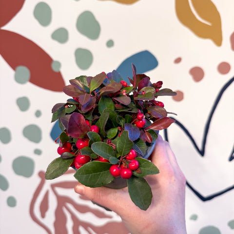 Gaultheria procumbens - Checkerberry - Sprouts of Bristol