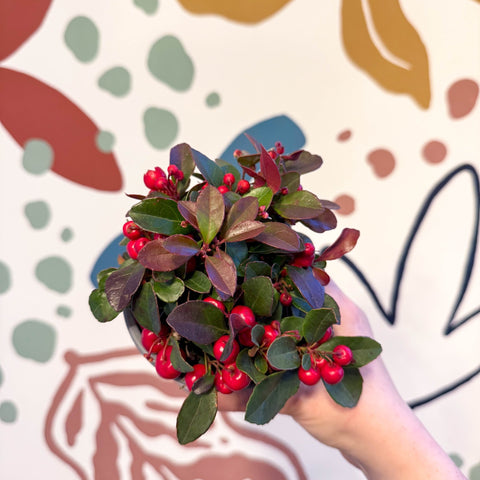 Gaultheria procumbens - Checkerberry - Sprouts of Bristol