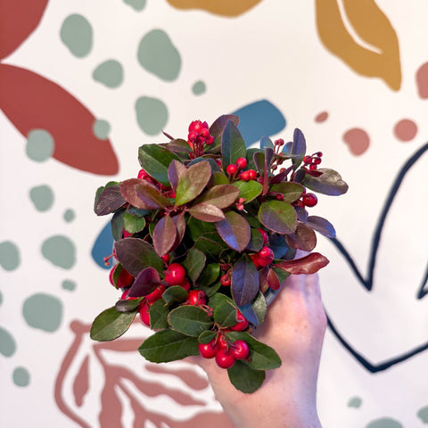 Gaultheria procumbens - Checkerberry - Sprouts of Bristol