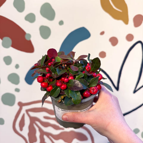 Gaultheria procumbens - Checkerberry - Sprouts of Bristol