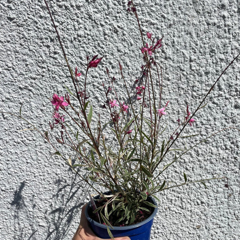 Gaura ‘Gambit Variegata Rose’ - Beeblossom - British Grown Perennial - Sprouts of Bristol