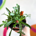 Gazania rigens 'Gazte Tiger Eye' - Treasure Flower - British Grown - Sprouts of Bristol