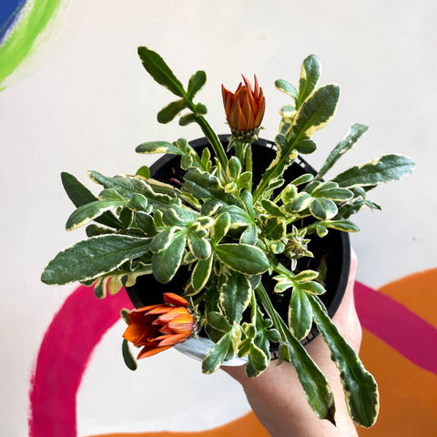 Gazania rigens 'Gazte Tiger Eye' - Variegated Treasure Flower - British Grown - Sprouts of Bristol