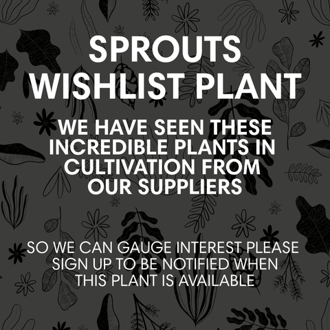 Geogenanthus poeppigii - Sprouts of Bristol