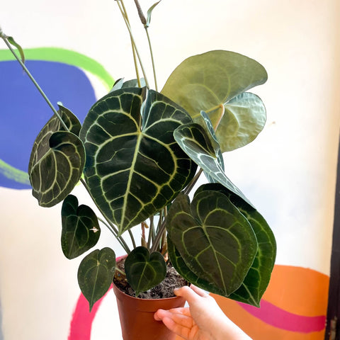 anthurium clarinervium xl Anthurium clarinervium