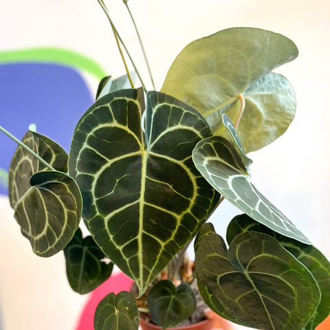anthurium lavinia Anthurium clarinervium
