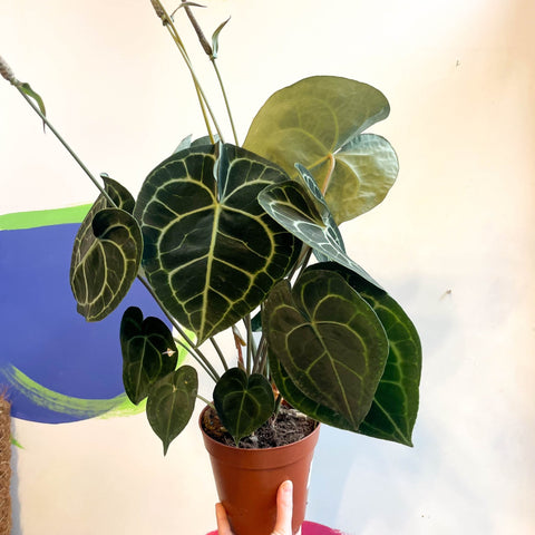 anthurium lavinia Anthurium clarinervium