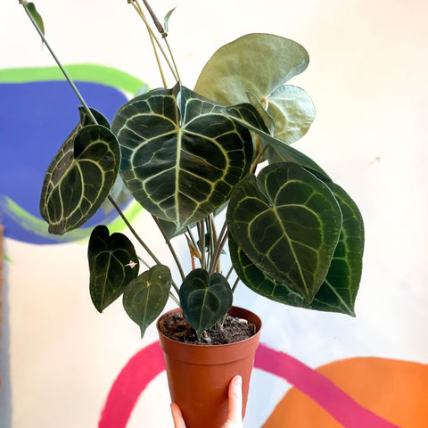 anthurium clarinervium for sale uk Anthurium clarinervium