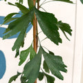 Ginkgo biloba - Maidenhair Tree - Sprouts of Bristol