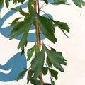 Ginkgo biloba - Maidenhair Tree - Sprouts of Bristol